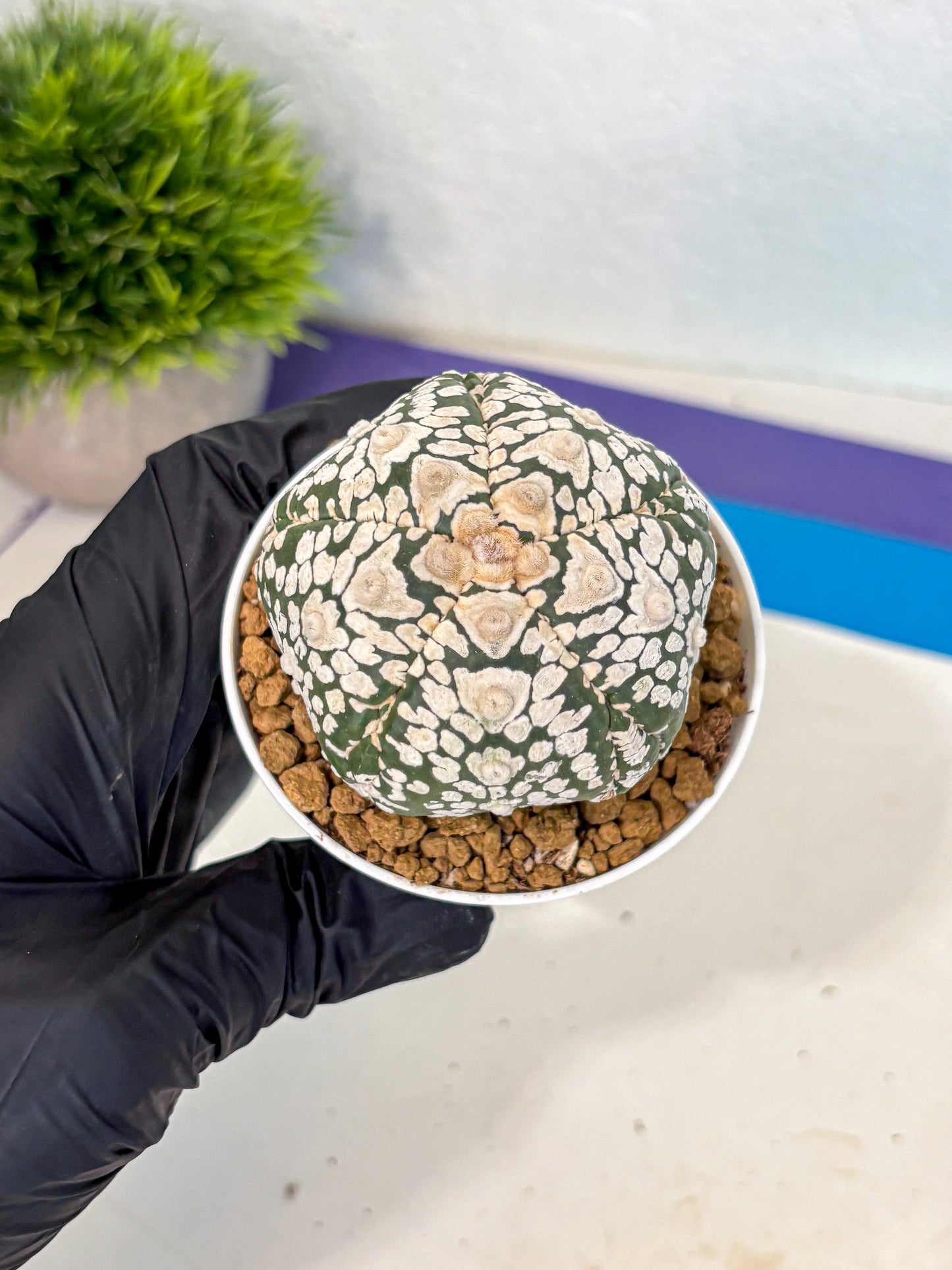 Astrophytum 5-Ribs (at7) (y6) | Living Rocks