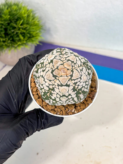 Astrophytum 5-Ribs (at7) (y6) | Living Rocks