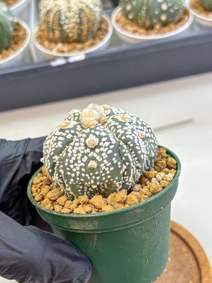 Astrophytum Fukuryu (at8) (08) | Rare Plant | Succulent Cactus