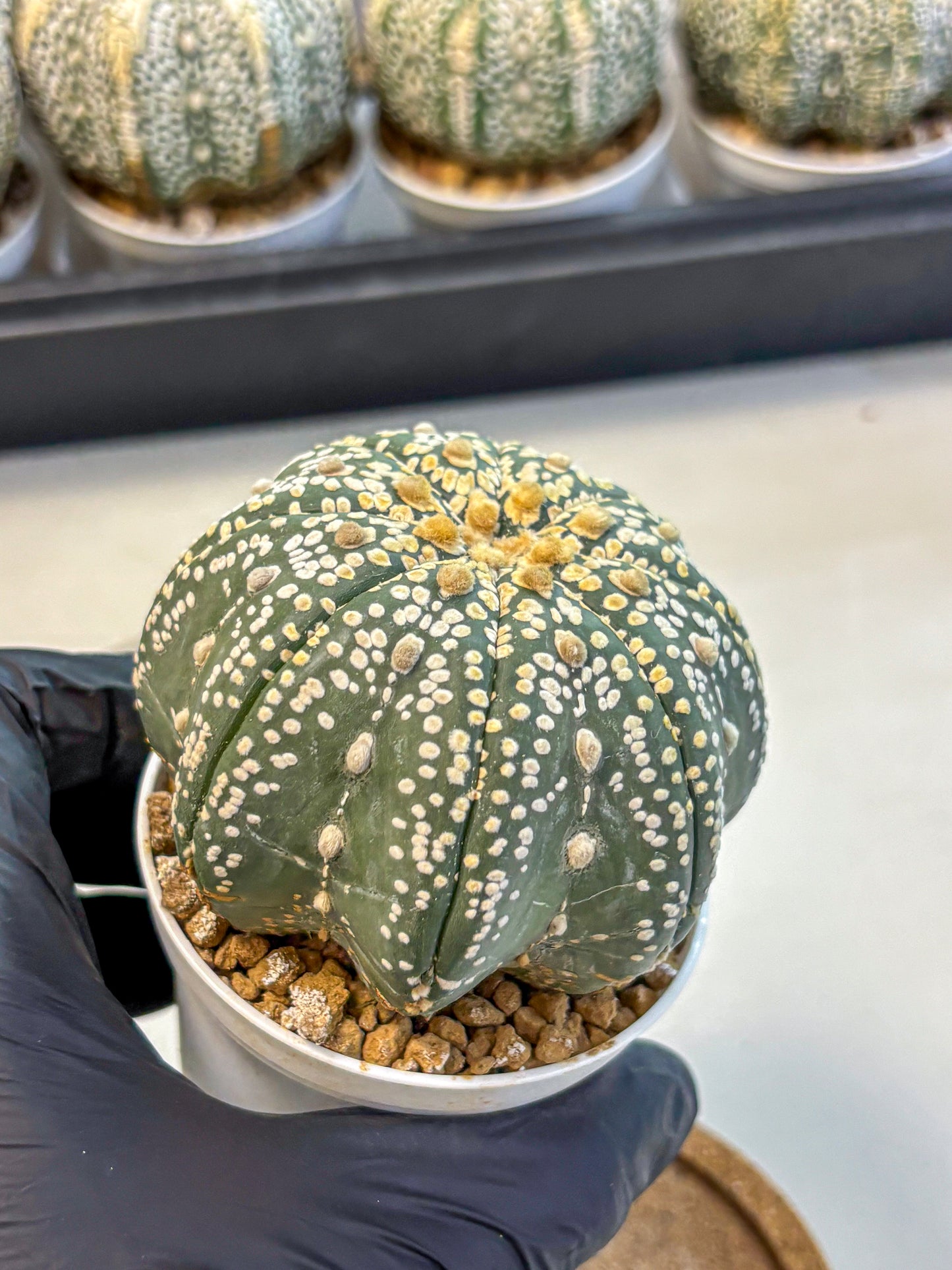 Astrophytum Super Kabuto (at10) (09) | sand dollar cactus