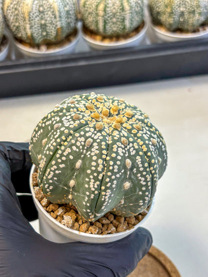Astrophytum Super Kabuto (at10) (09) | sand dollar cactus