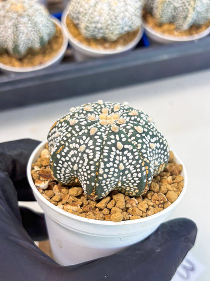 Astrophytum Star Shape (at3) (p3) | Very Rare Cactus