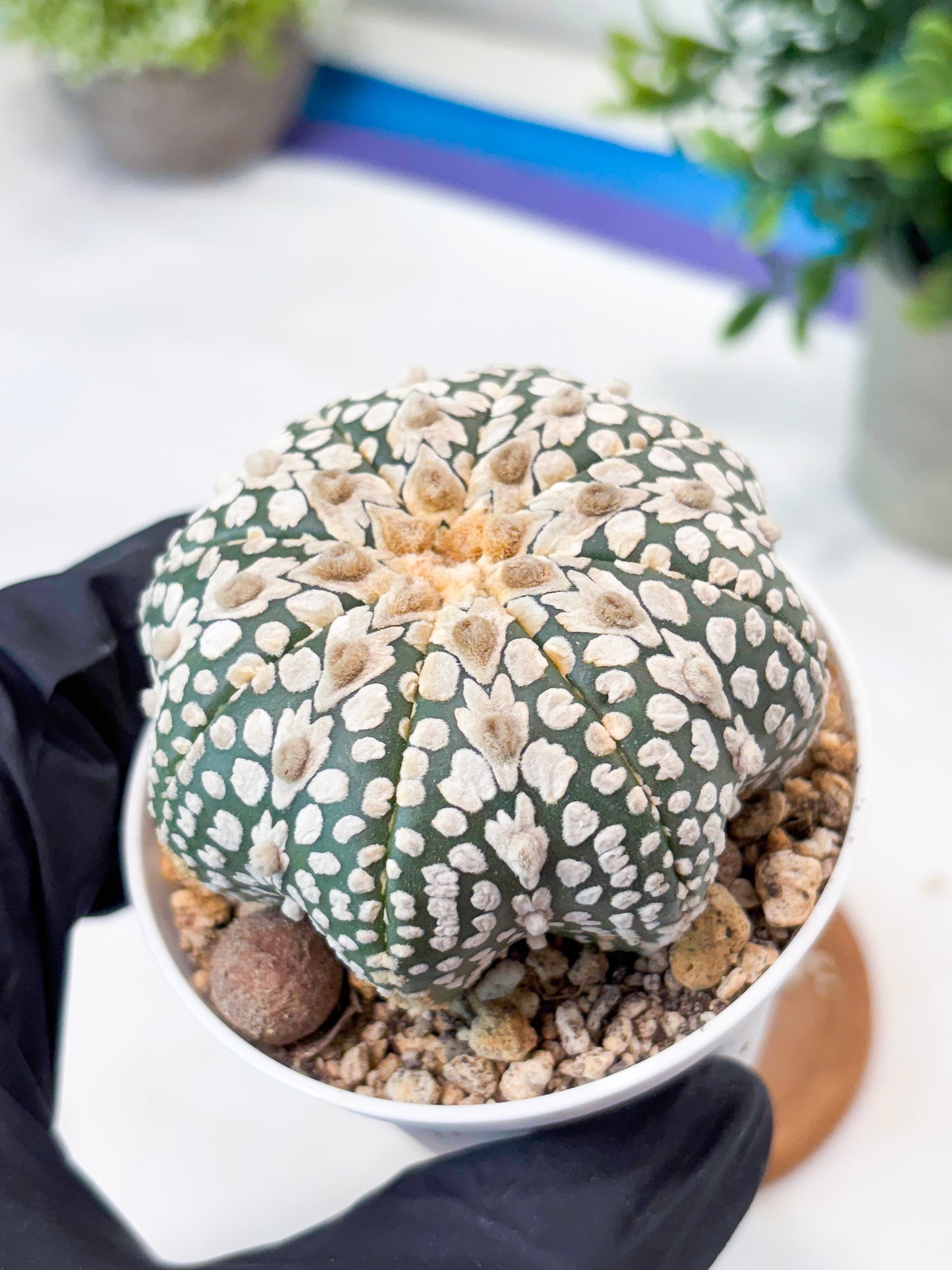 Astrophytum V-Type (T8) (b6) | SHIP from USA