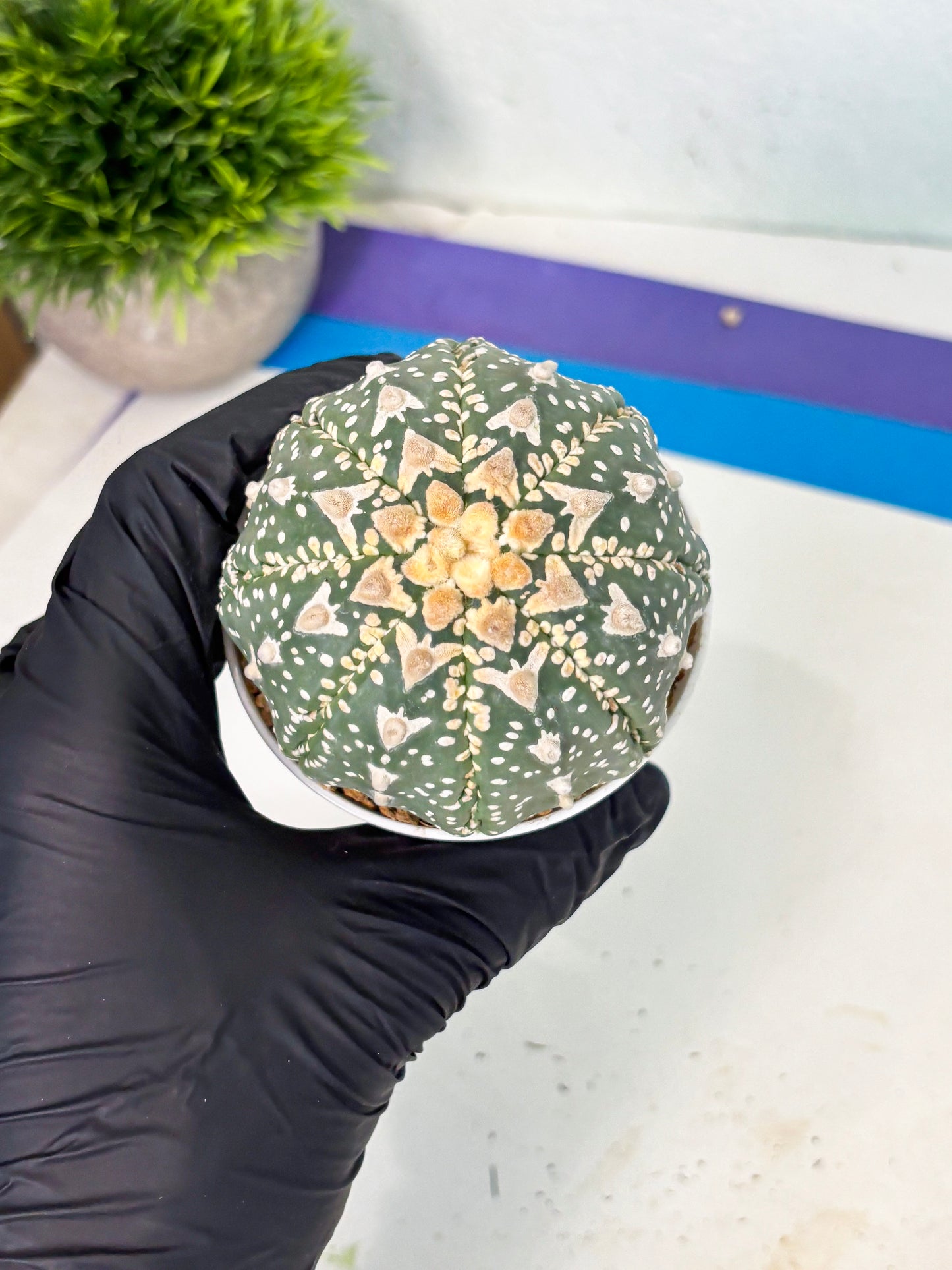 Astrophytum V-Type (at6) (y3) | Rare Star Cactus