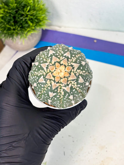 Astrophytum V-Type (at6) (y3) | Rare Star Cactus
