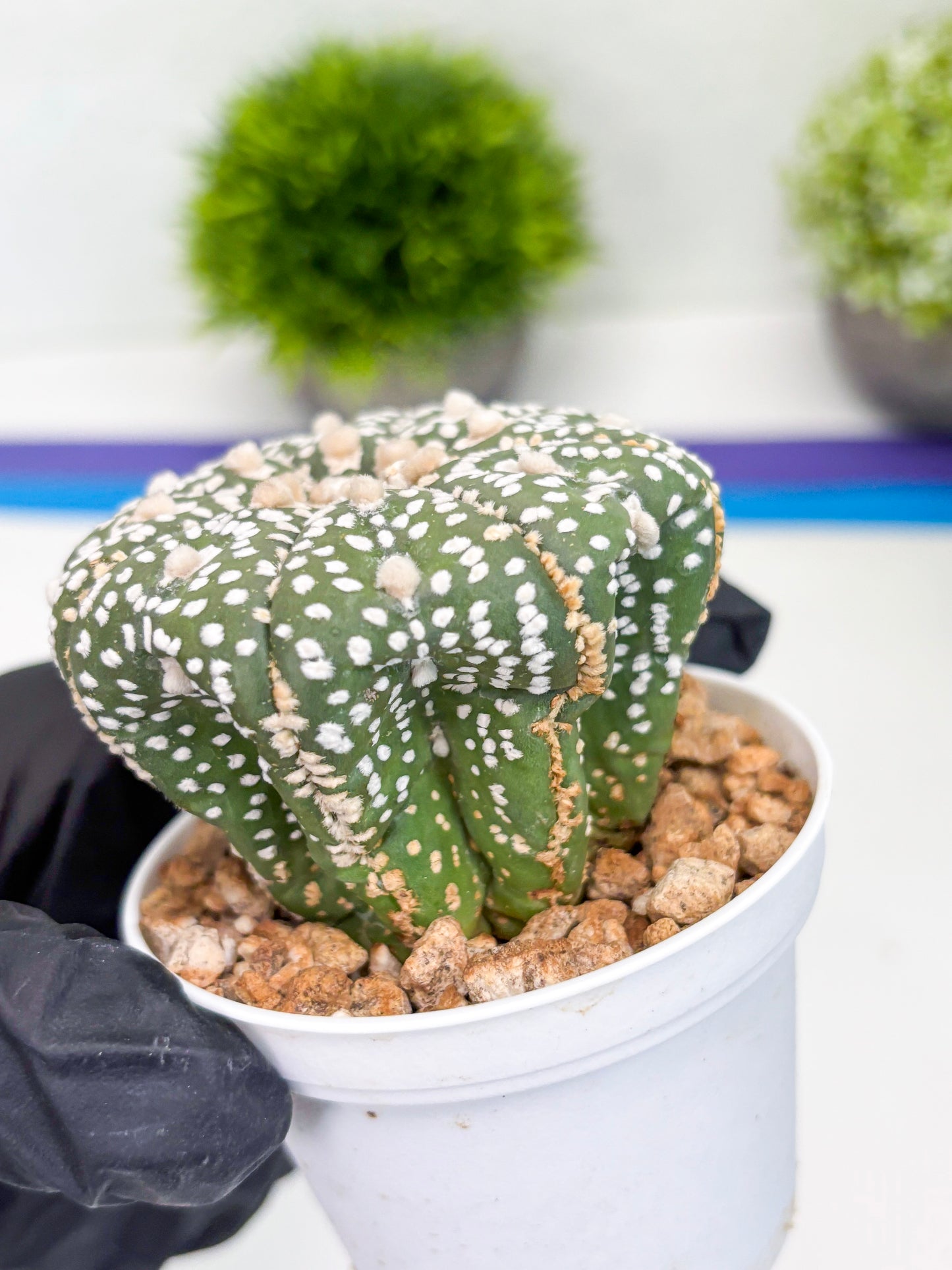 Astrophytum Super Kabuto (t7) (y5) | Imported Plants | 3" Pot