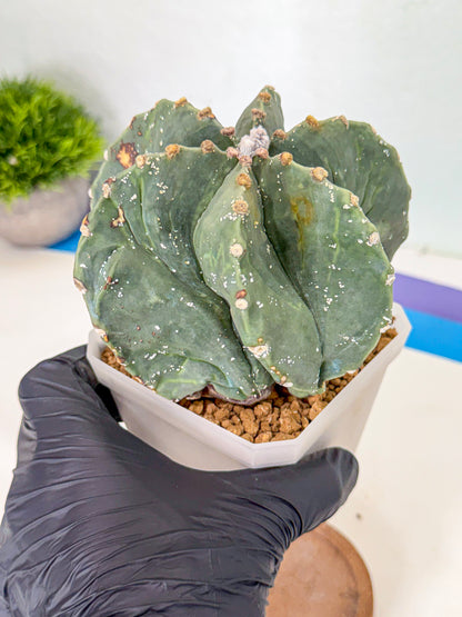 Astrophytum myriostigma 'Fukuryu' (pp) | Desert Plant