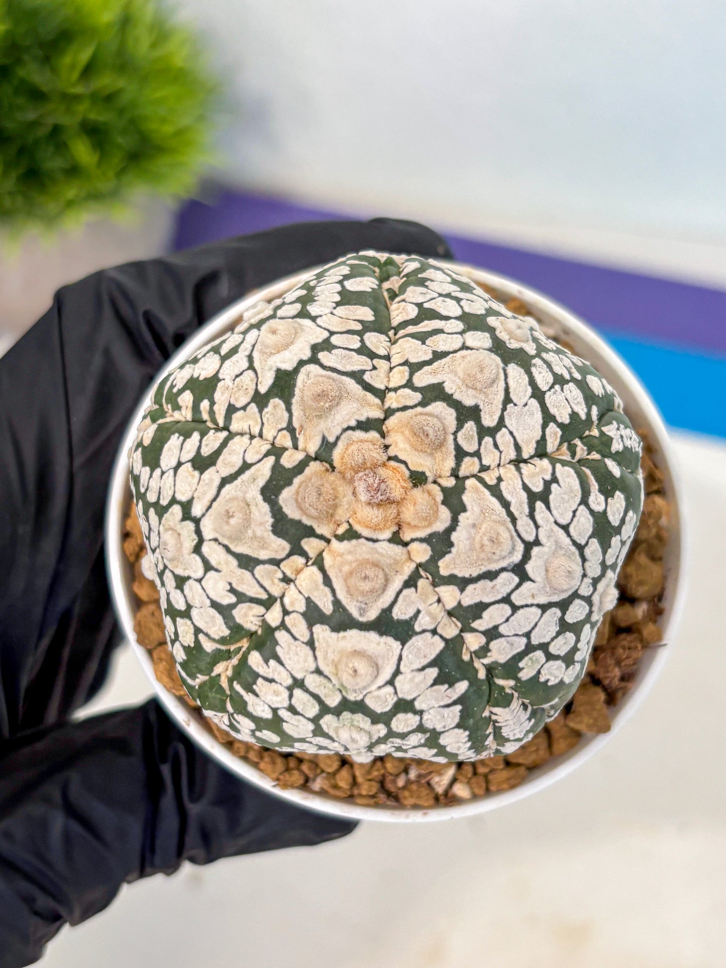 Astrophytum 5-Ribs (at7) (y6) | Living Rocks