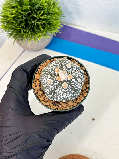 Astrophytum Fukuryu (at8) (08) | Rare Plant | Succulent Cactus