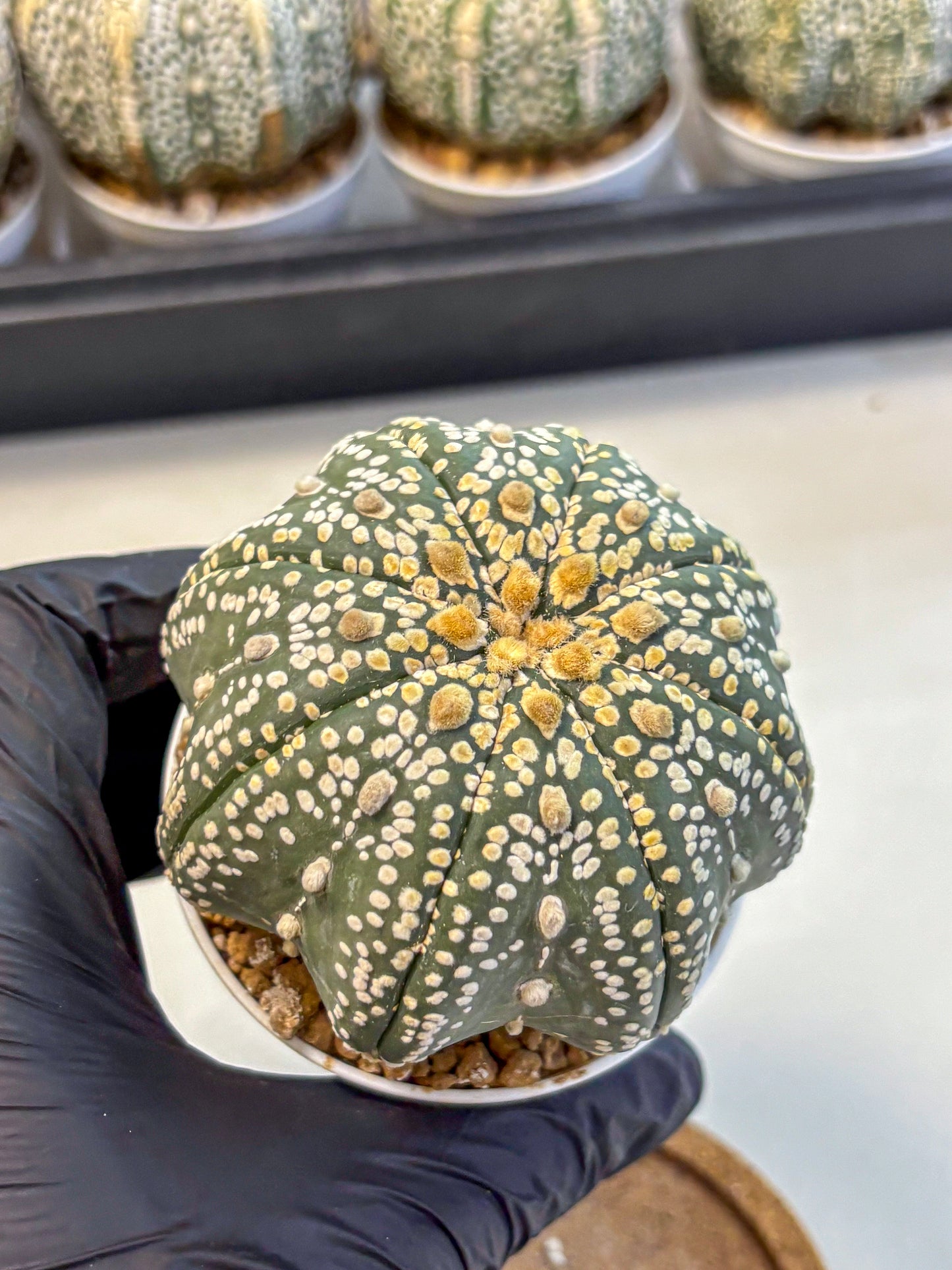 Astrophytum Super Kabuto (at10) (09) | sand dollar cactus
