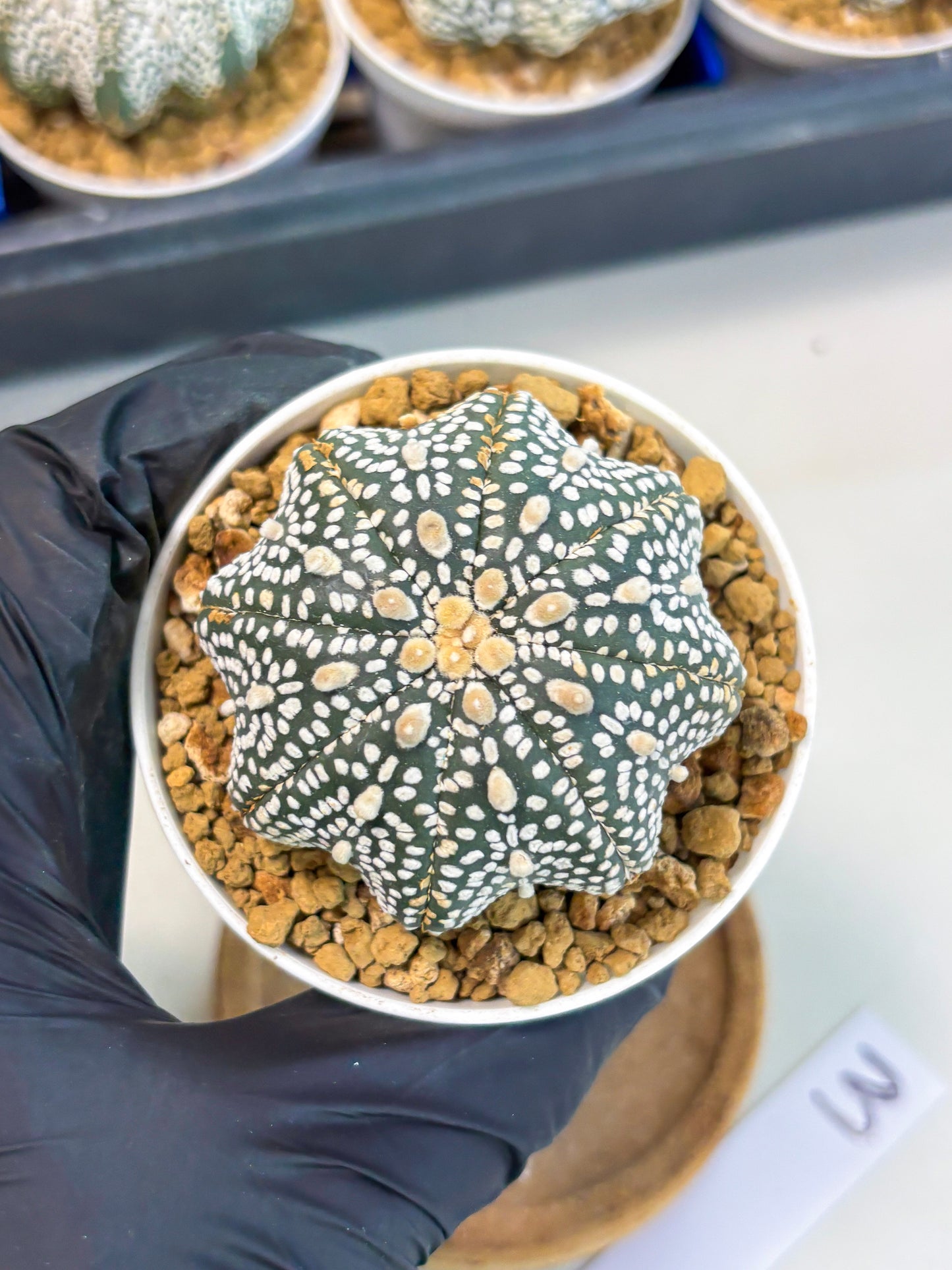 Astrophytum Star Shape (at3) (p3) | Very Rare Cactus