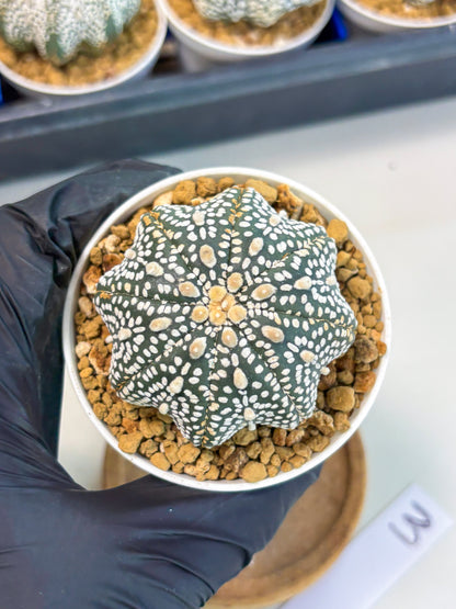 Astrophytum Star Shape (at3) (p3) | Very Rare Cactus