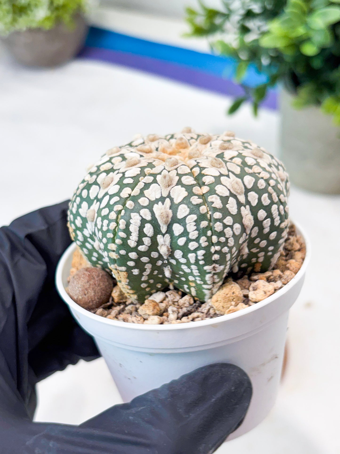 Astrophytum V-Type (T8) (b6) | SHIP from USA