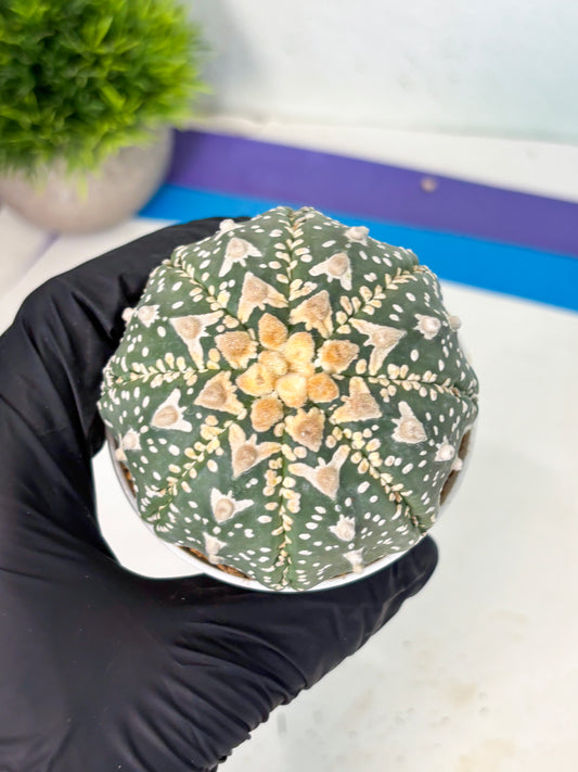 Astrophytum V-Type (at6) (y3) | Rare Star Cactus