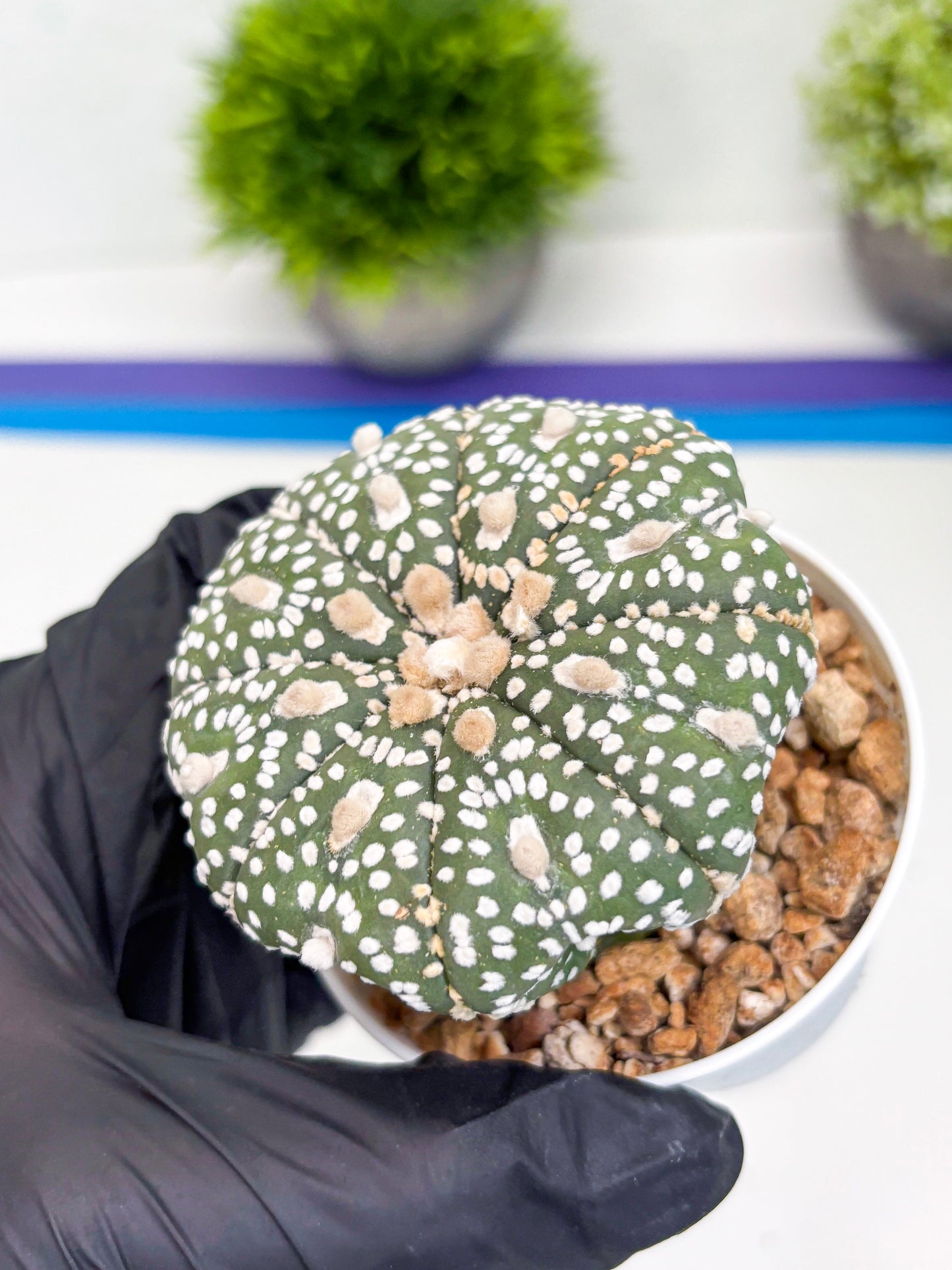 Astrophytum Super Kabuto (t7) (y5) | Imported Plants | 3" Pot