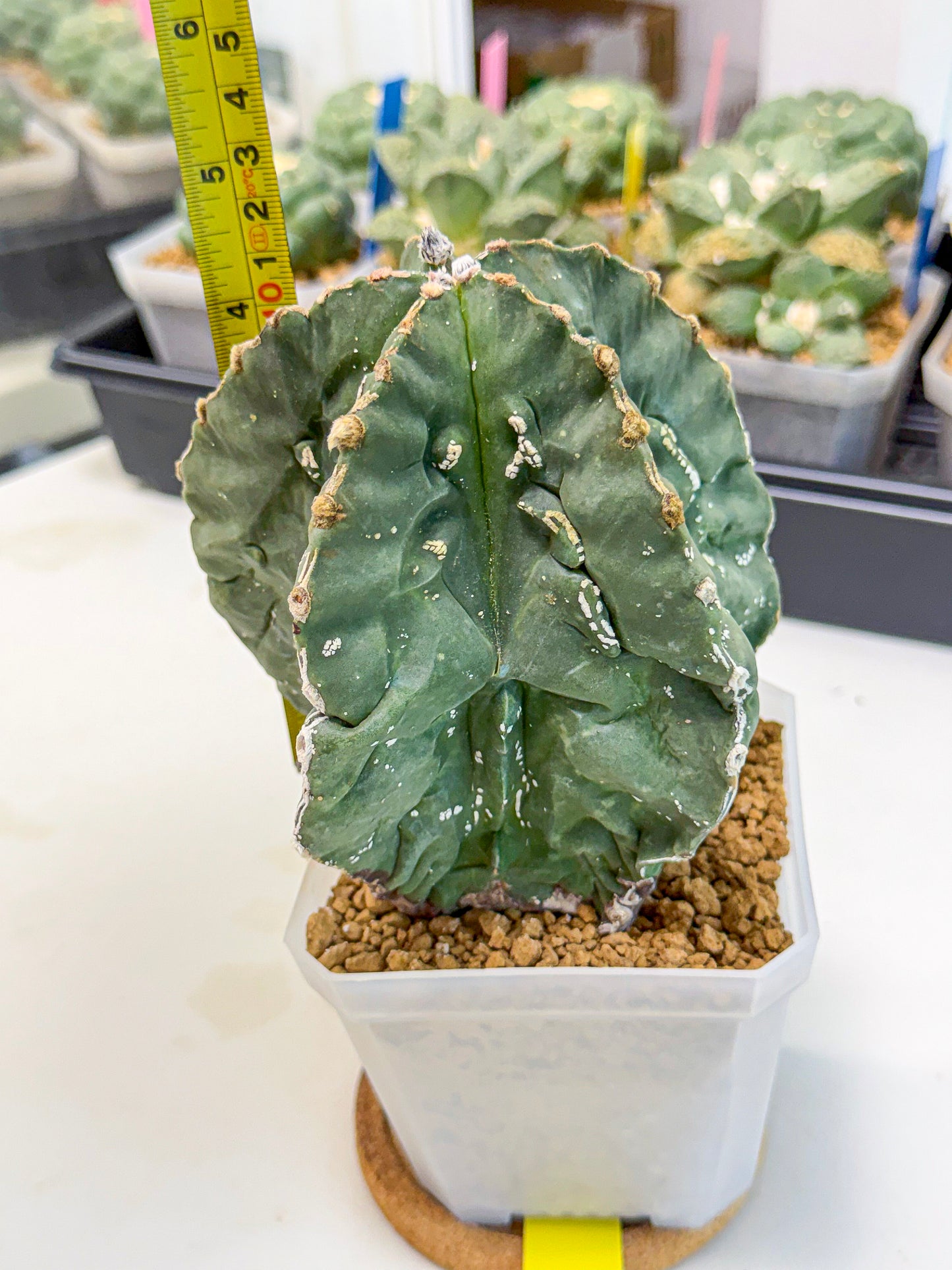 Astrophytum myriostigma 'Fukuryu' (yy) | Desert Plant