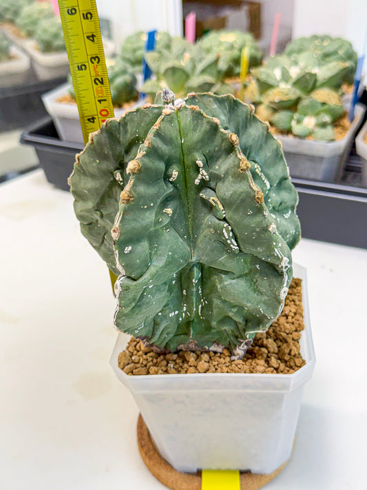 Astrophytum myriostigma 'Fukuryu' (yy) | Desert Plant