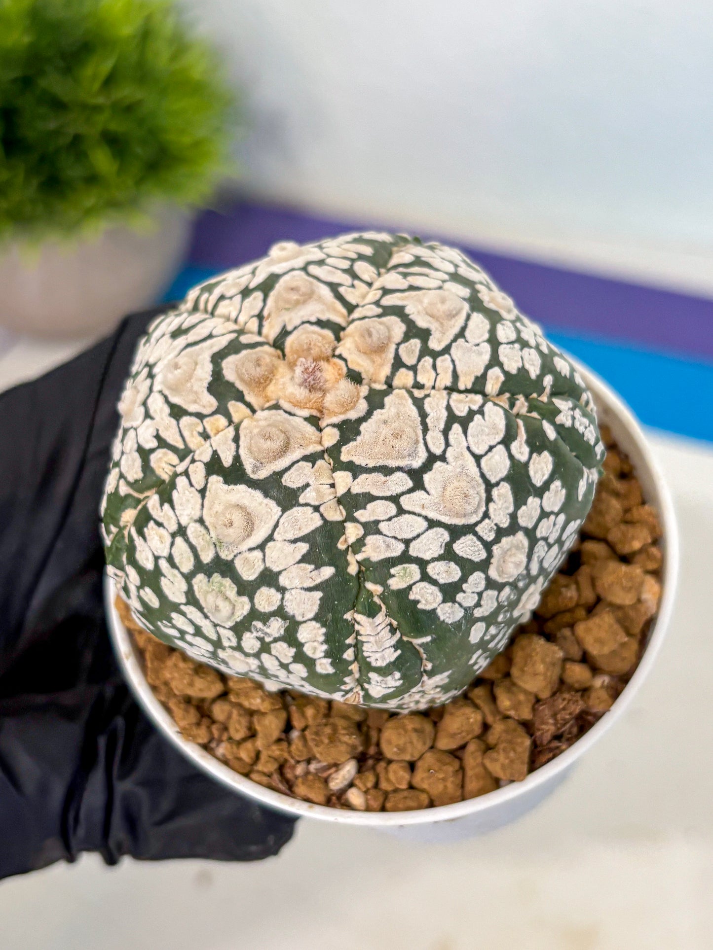 Astrophytum 5-Ribs (at7) (y6) | Living Rocks
