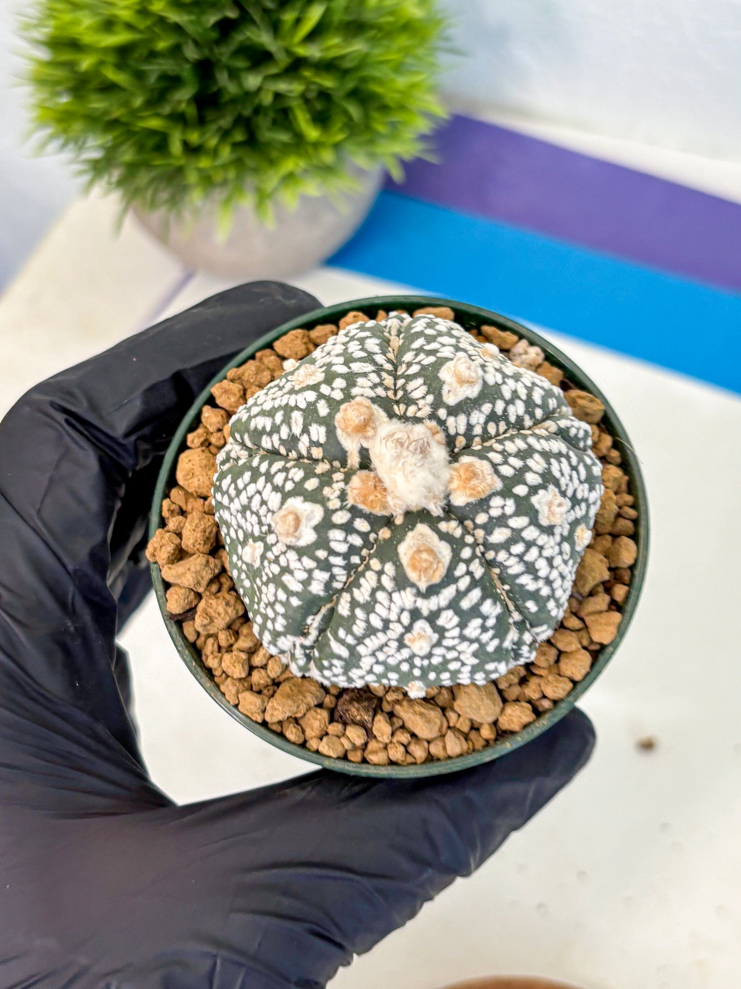 Astrophytum Fukuryu (at8) (08) | Rare Plant | Succulent Cactus