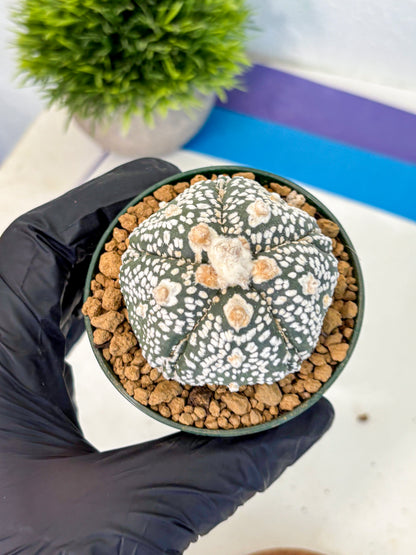 Astrophytum Fukuryu (at8) (08) | Rare Plant | Succulent Cactus