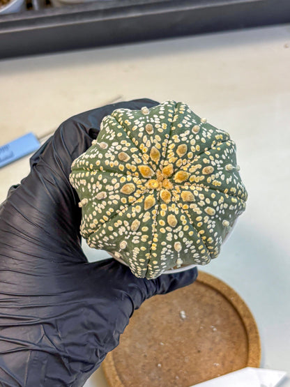 Astrophytum Super Kabuto (at10) (09) | sand dollar cactus