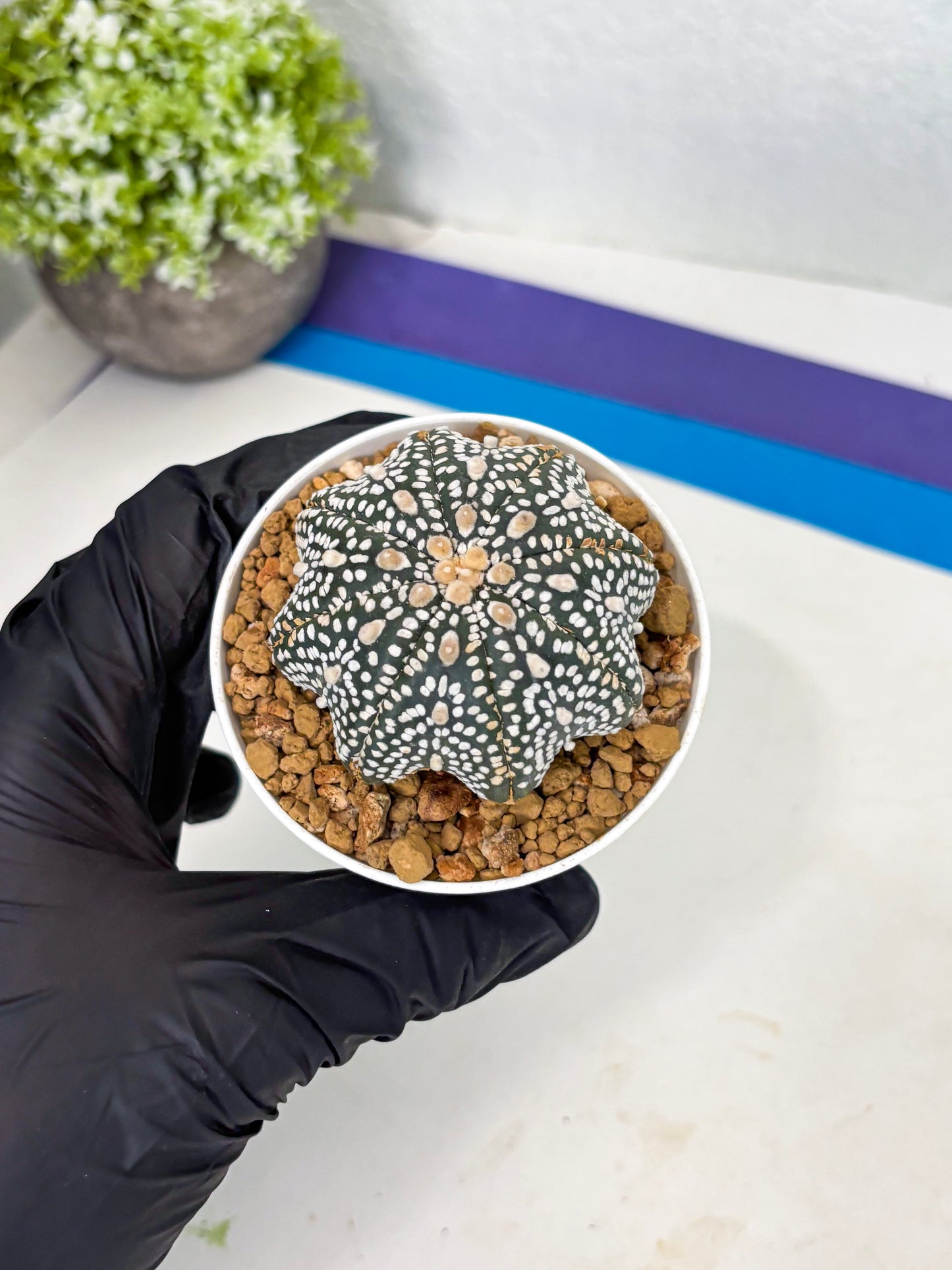 Astrophytum Star Shape (at3) (p3) | Very Rare Cactus