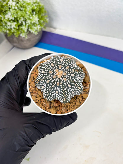 Astrophytum Star Shape (at3) (p3) | Very Rare Cactus
