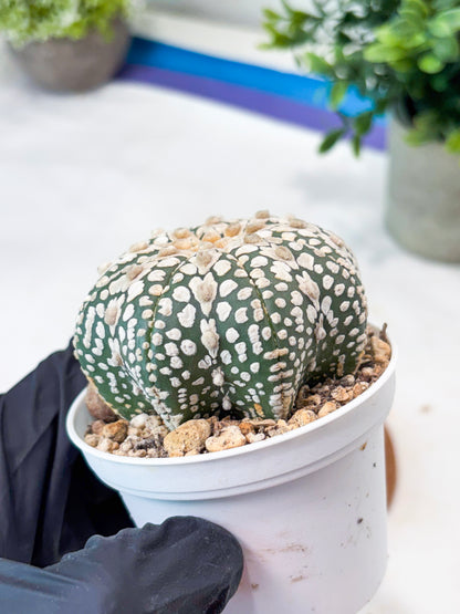Astrophytum V-Type (T8) (b6) | SHIP from USA