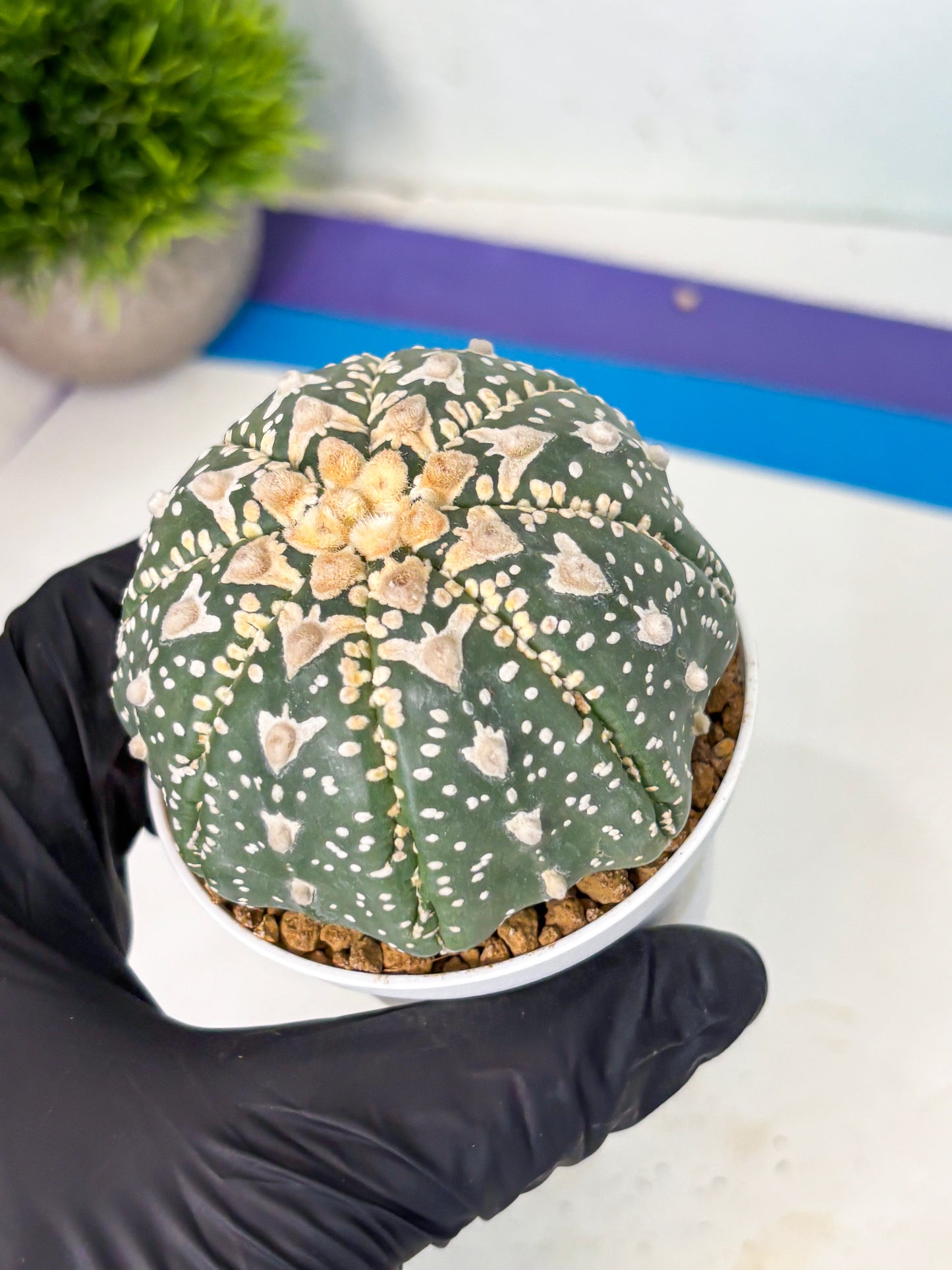 Astrophytum V-Type (at6) (y3) | Rare Star Cactus