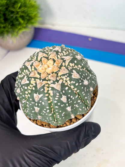 Astrophytum V-Type (at6) (y3) | Rare Star Cactus