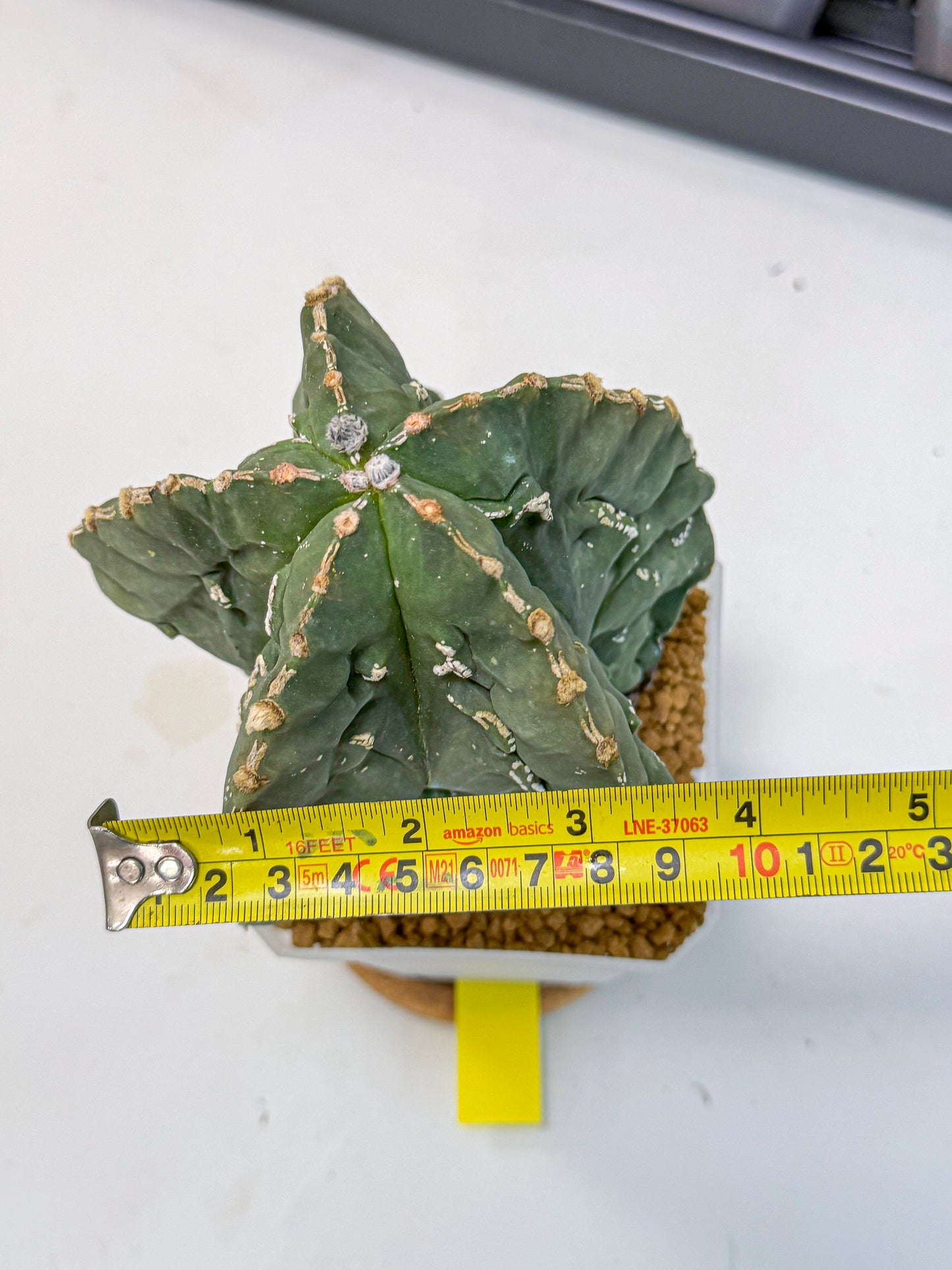 Astrophytum myriostigma 'Fukuryu' (yy) | Desert Plant
