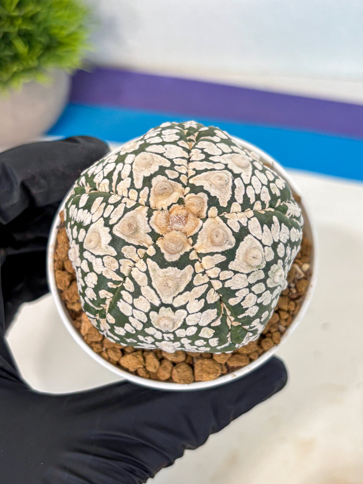 Astrophytum 5-Ribs (at7) (y6) | Living Rocks