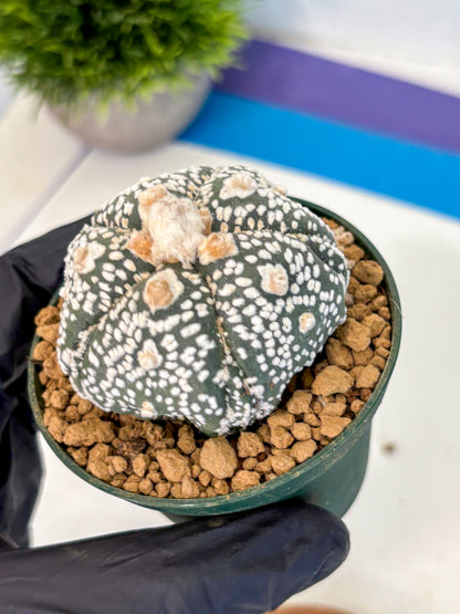 Astrophytum Fukuryu (at8) (08) | Rare Plant | Succulent Cactus