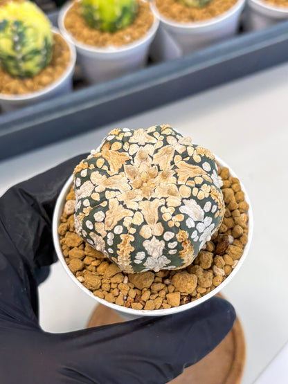 Astrophytum V-Type (at1) (p7) | Imported Cactus