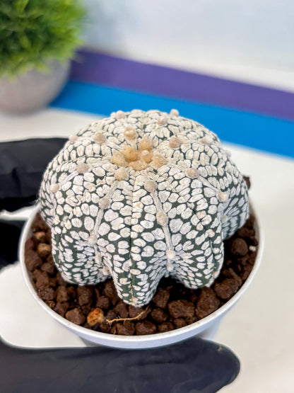 Astrophytum V Type (at5) (04) |  Sea urchin cactus