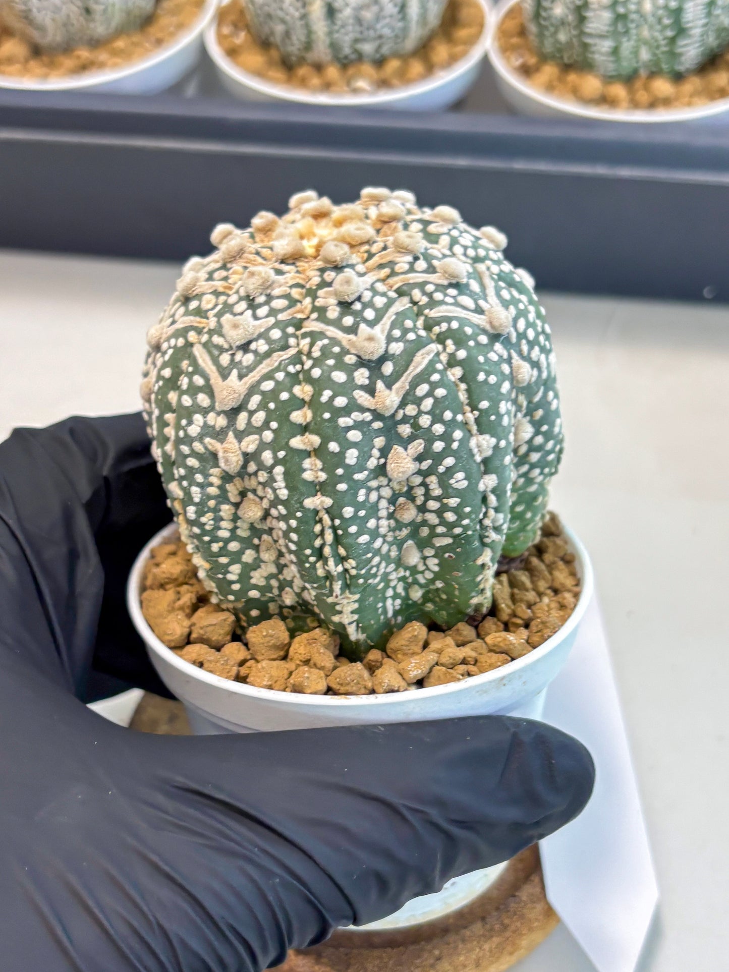 Astrophytum V-Type (at5) (p4) | Rare imported Plant