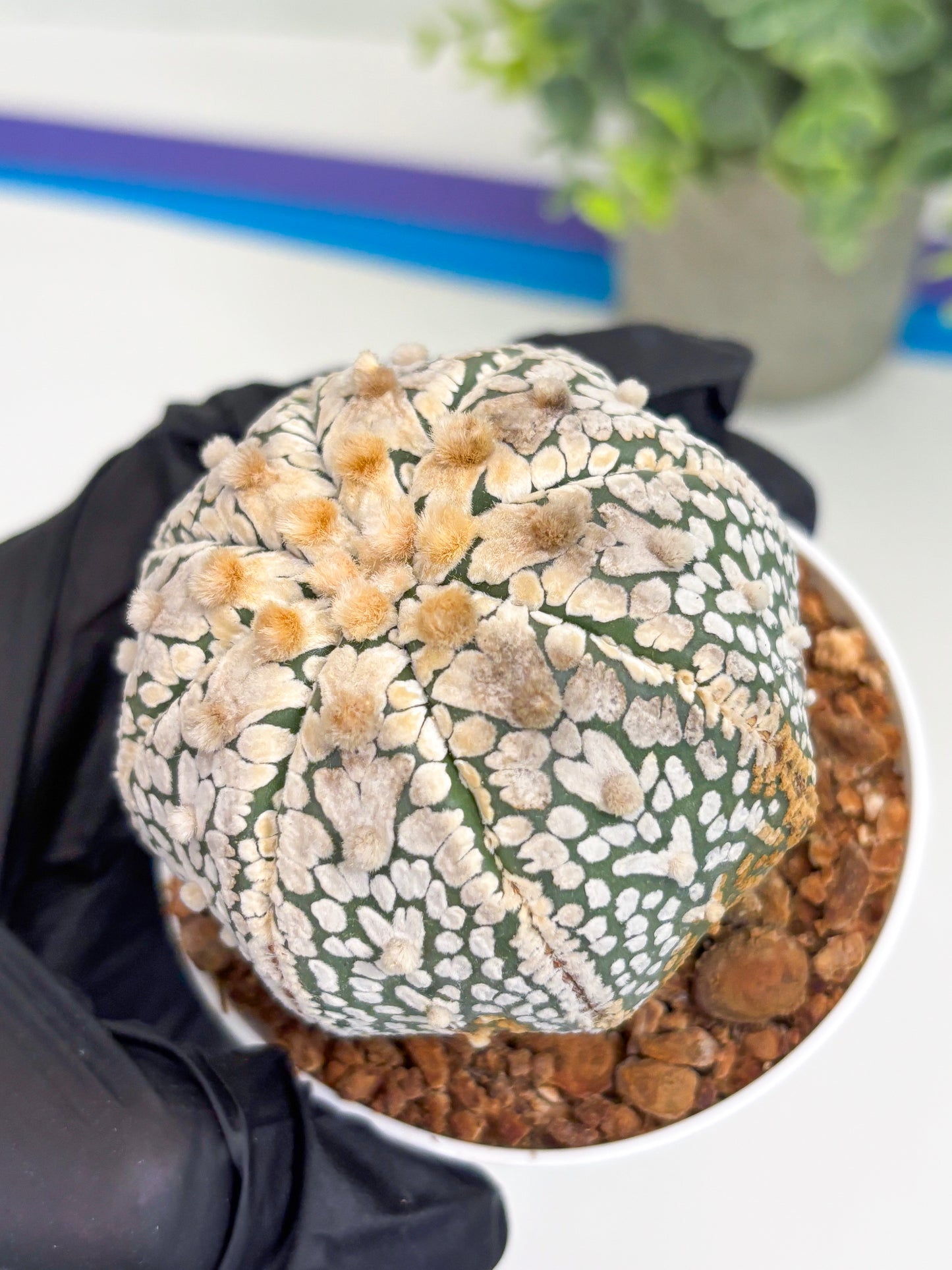 Astrophytum Super Kabuto V Type (T4) (y2) | Las Vegas Seller