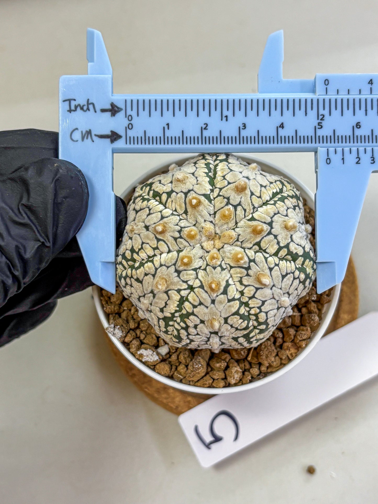 Astrophytum V Type (at2) (05) | Live Plant | Rare Collection