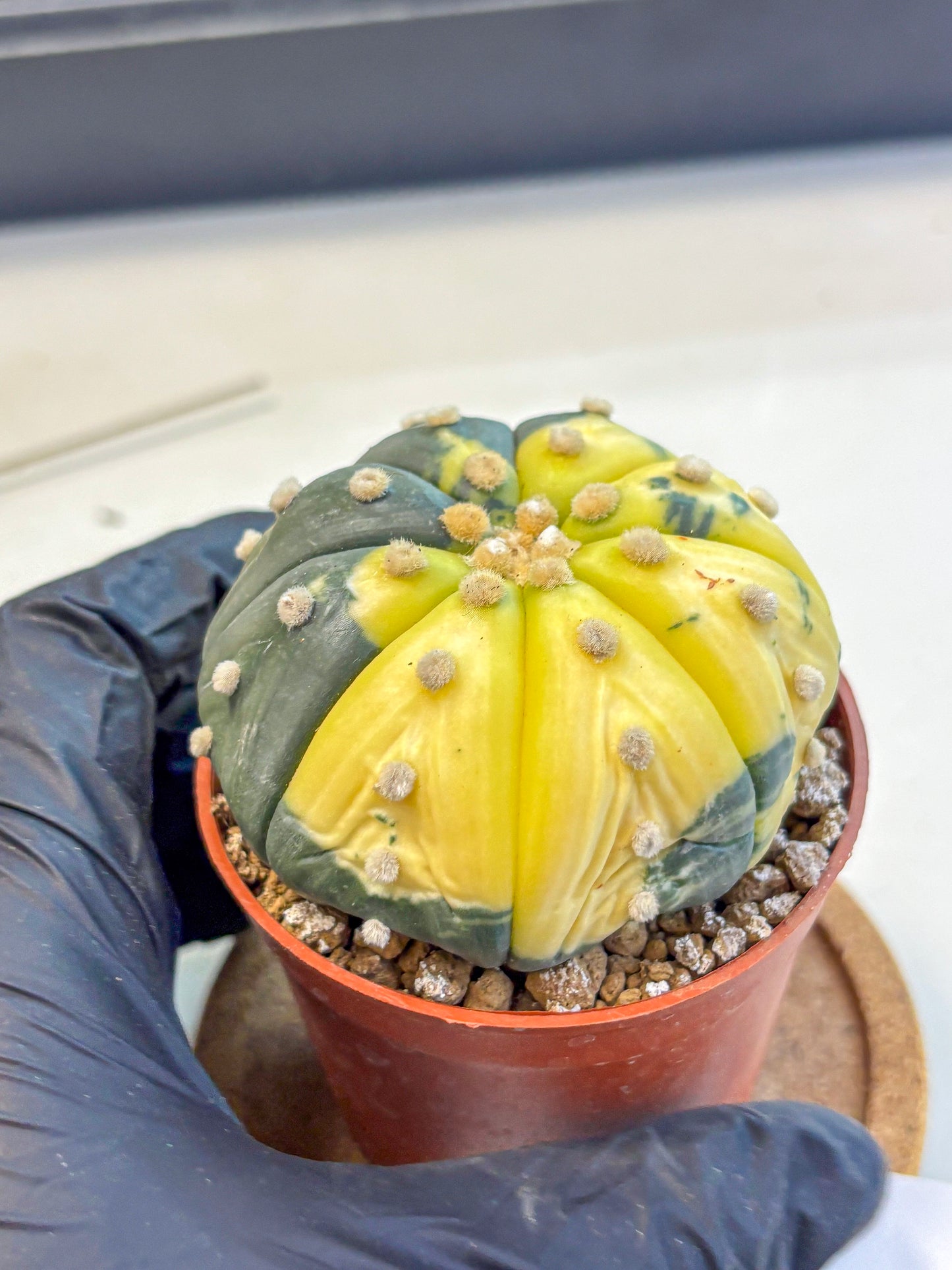 Astrophytum Variegated (at9) (05) | Rare Plant | Live Cactus