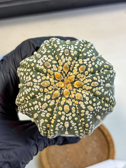 Astrophytum Super Kabuto (at10) (09) | sand dollar cactus