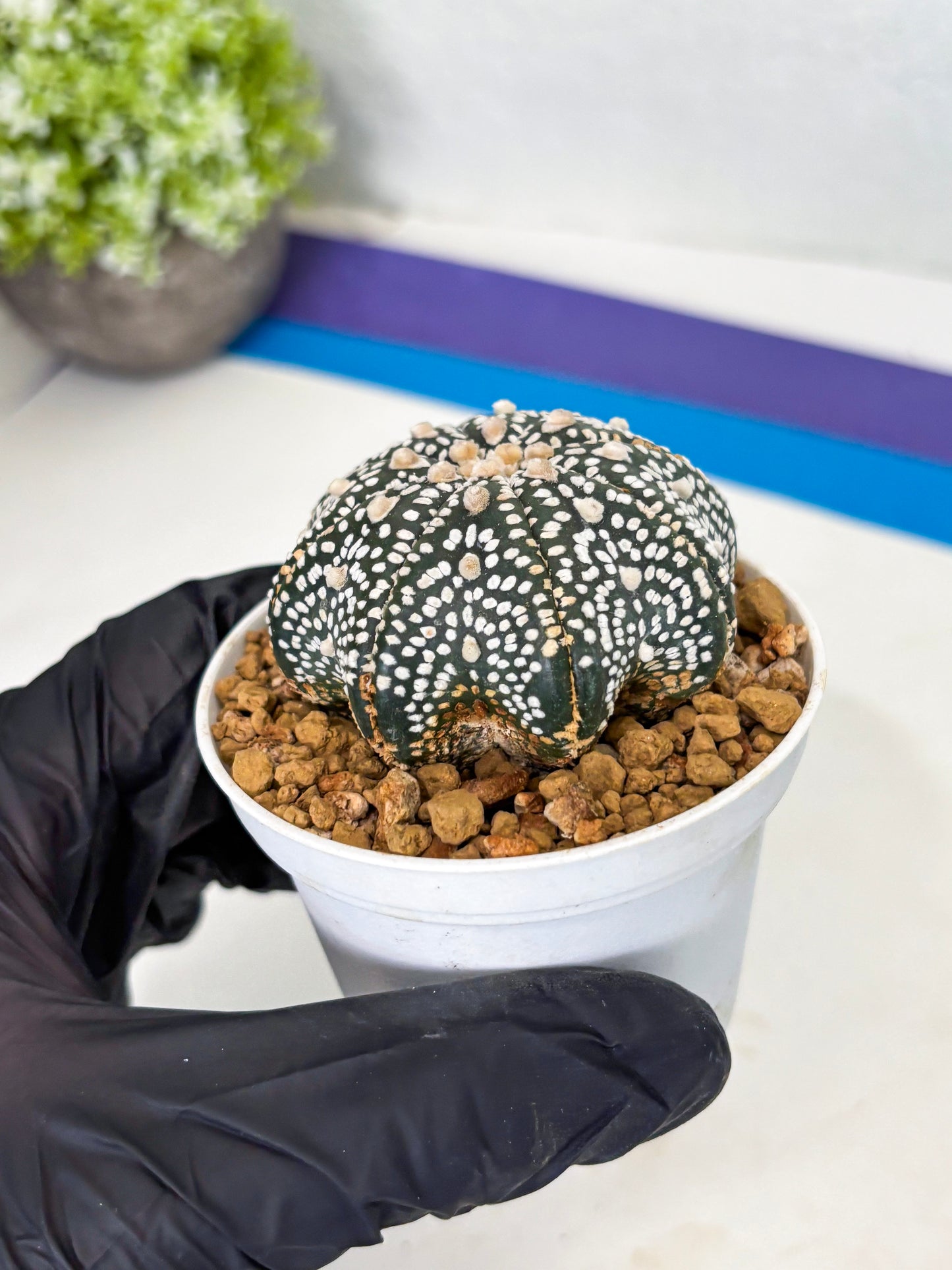 Astrophytum Star Shape (at3) (p3) | Very Rare Cactus