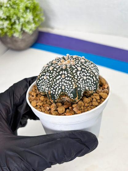 Astrophytum Star Shape (at3) (p3) | Very Rare Cactus