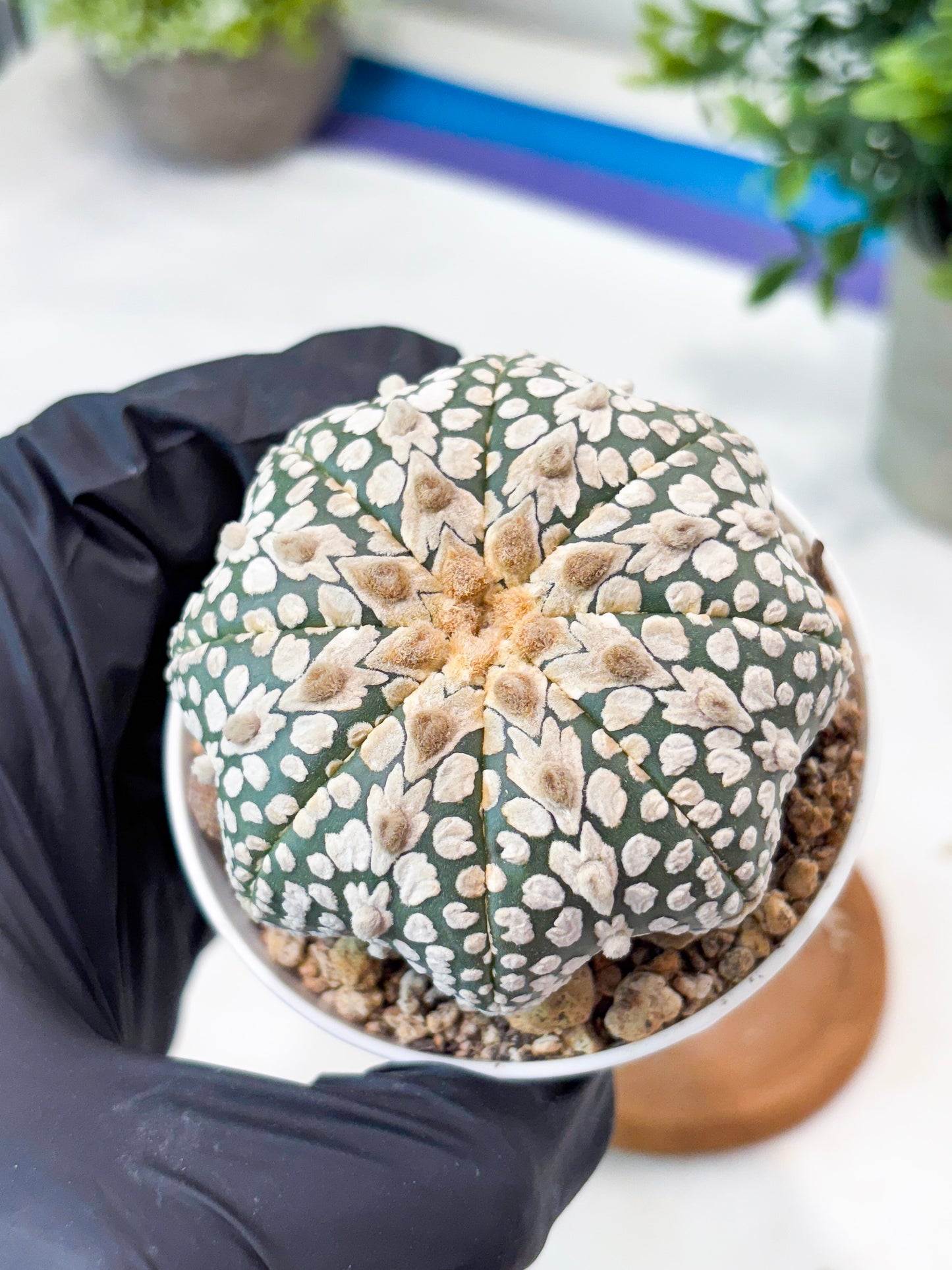 Astrophytum V-Type (T8) (b6) | SHIP from USA