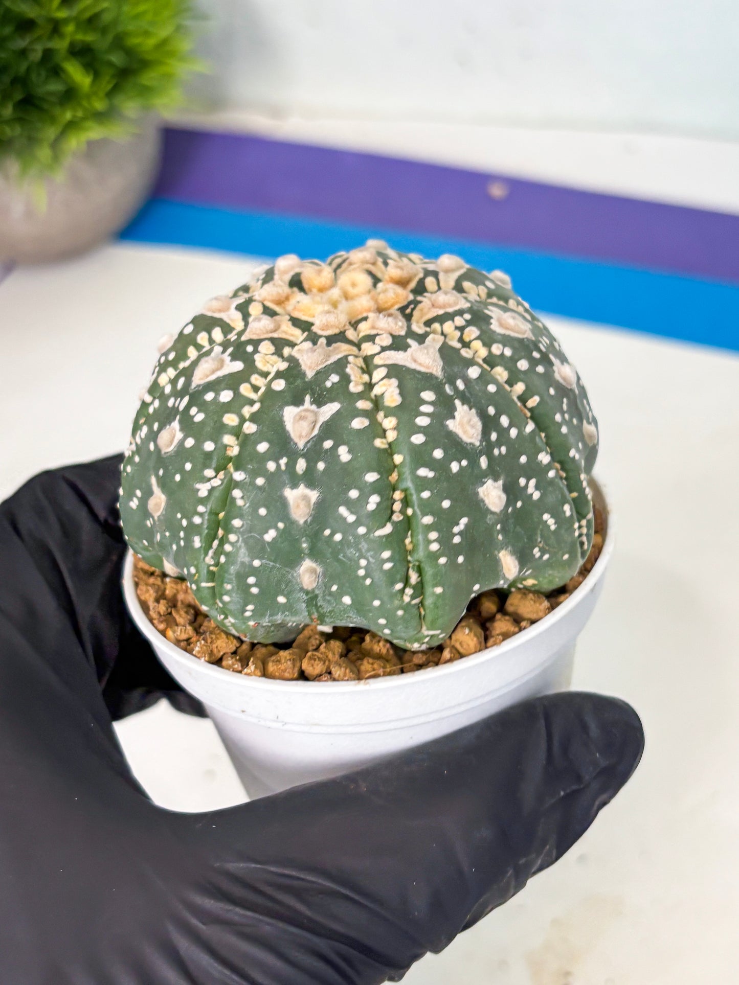 Astrophytum V-Type (at6) (y3) | Rare Star Cactus