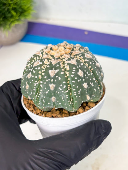 Astrophytum V-Type (at6) (y3) | Rare Star Cactus