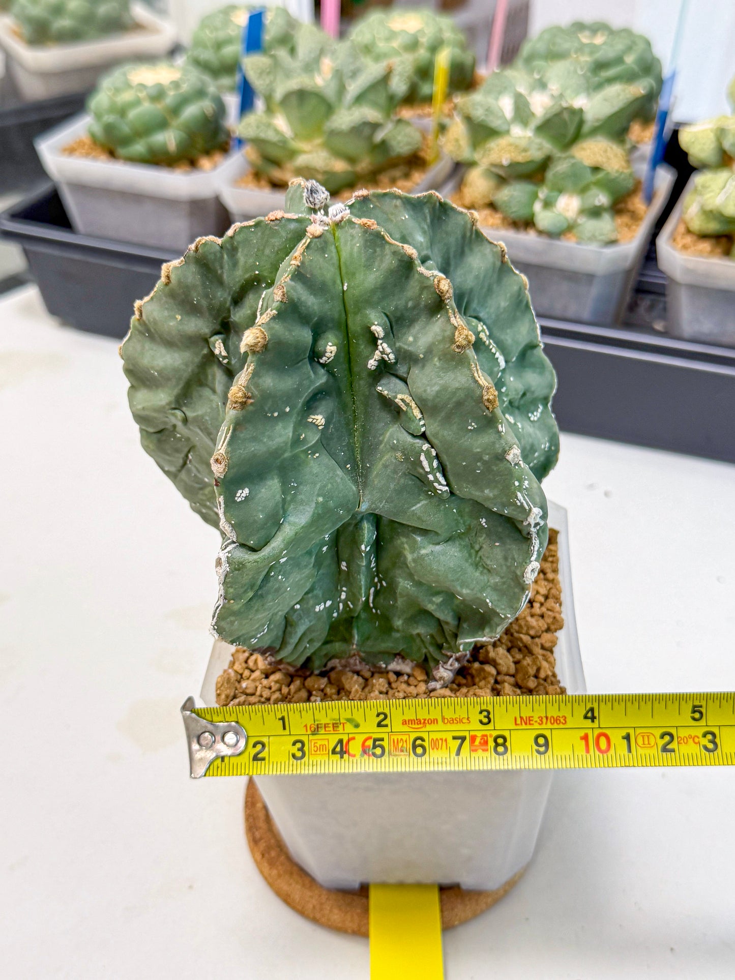 Astrophytum myriostigma 'Fukuryu' (yy) | Desert Plant