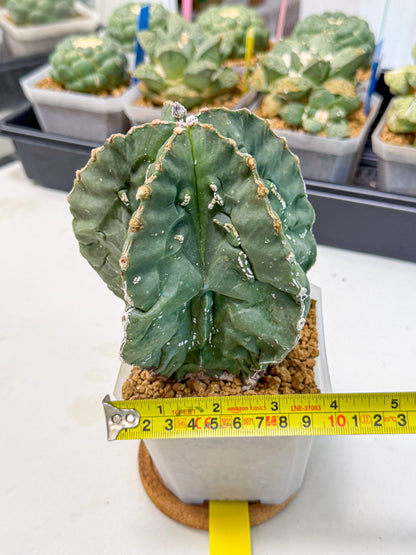 Astrophytum myriostigma 'Fukuryu' (yy) | Desert Plant