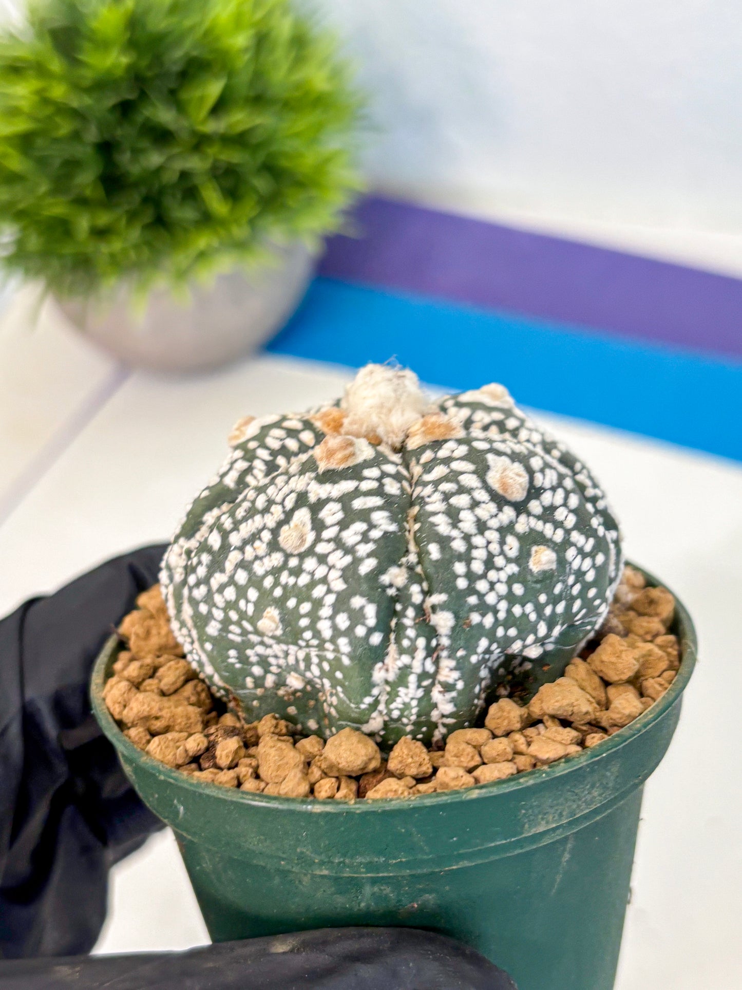 Astrophytum Fukuryu (at8) (08) | Rare Plant | Succulent Cactus