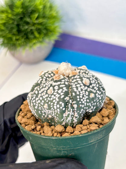 Astrophytum Fukuryu (at8) (08) | Rare Plant | Succulent Cactus