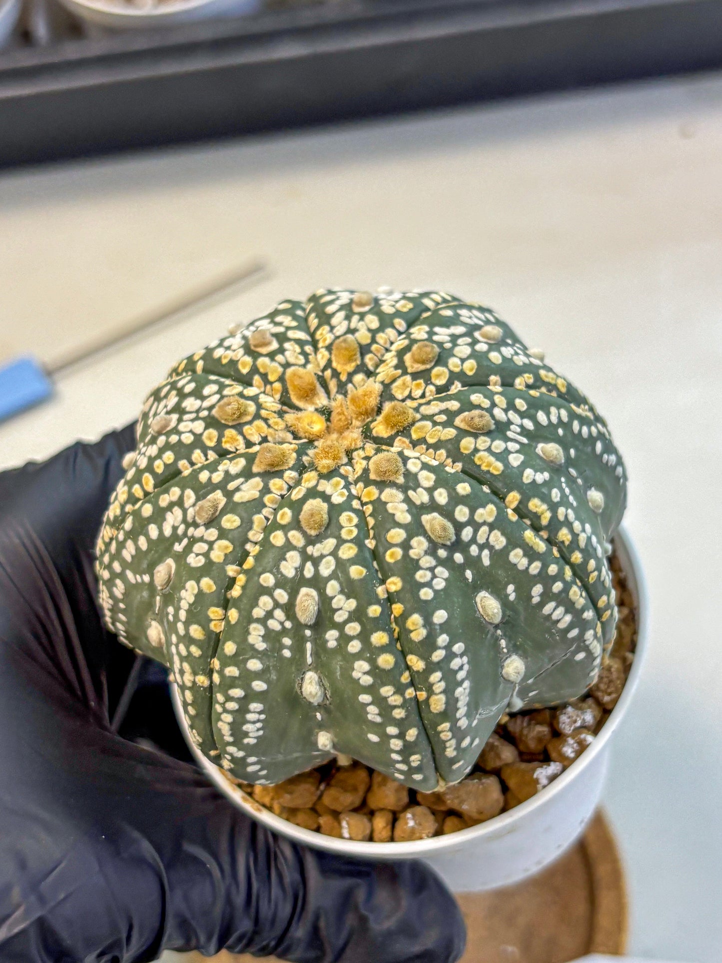 Astrophytum Super Kabuto (at10) (09) | sand dollar cactus